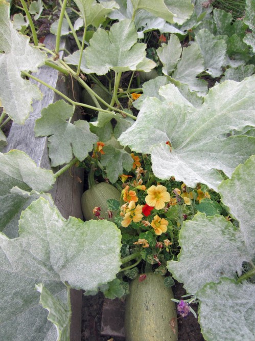 Four spaghetti squash tucked away; and yes, the powdery mildew has started.  Earlier than usual this year, corresponding to the earlier maturity.