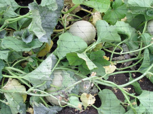 The hidden gems of min-canteloupes and other melons coming into maturity. Mildew helping move along the bush lifespan more quickly than usual!