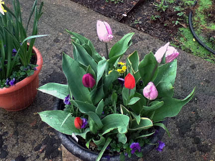 mar-12-16 tulips